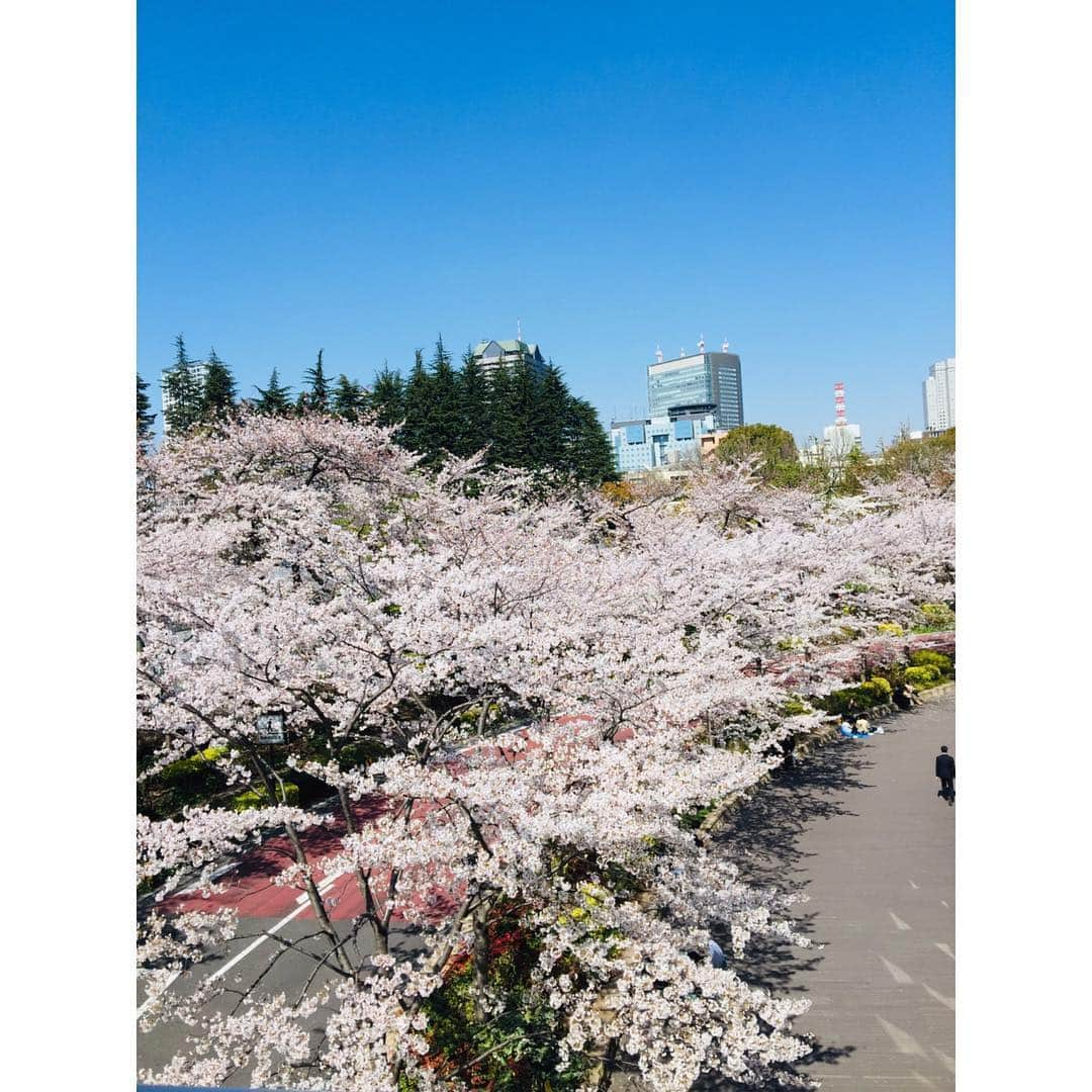 勝恵子さんのインスタグラム写真 - (勝恵子Instagram)「＊ Midtown  Blossoms🌸  年に一度愛でたい景色です。  年齢を超えて活躍される先輩方にパワーをもらったあとしばし堪能しました。 🌸 #spring  #sakura #cherryblossom  #桜満開 #instacherryblossom  #instadaily #tokyo」4月4日 14時11分 - keiko.katsu