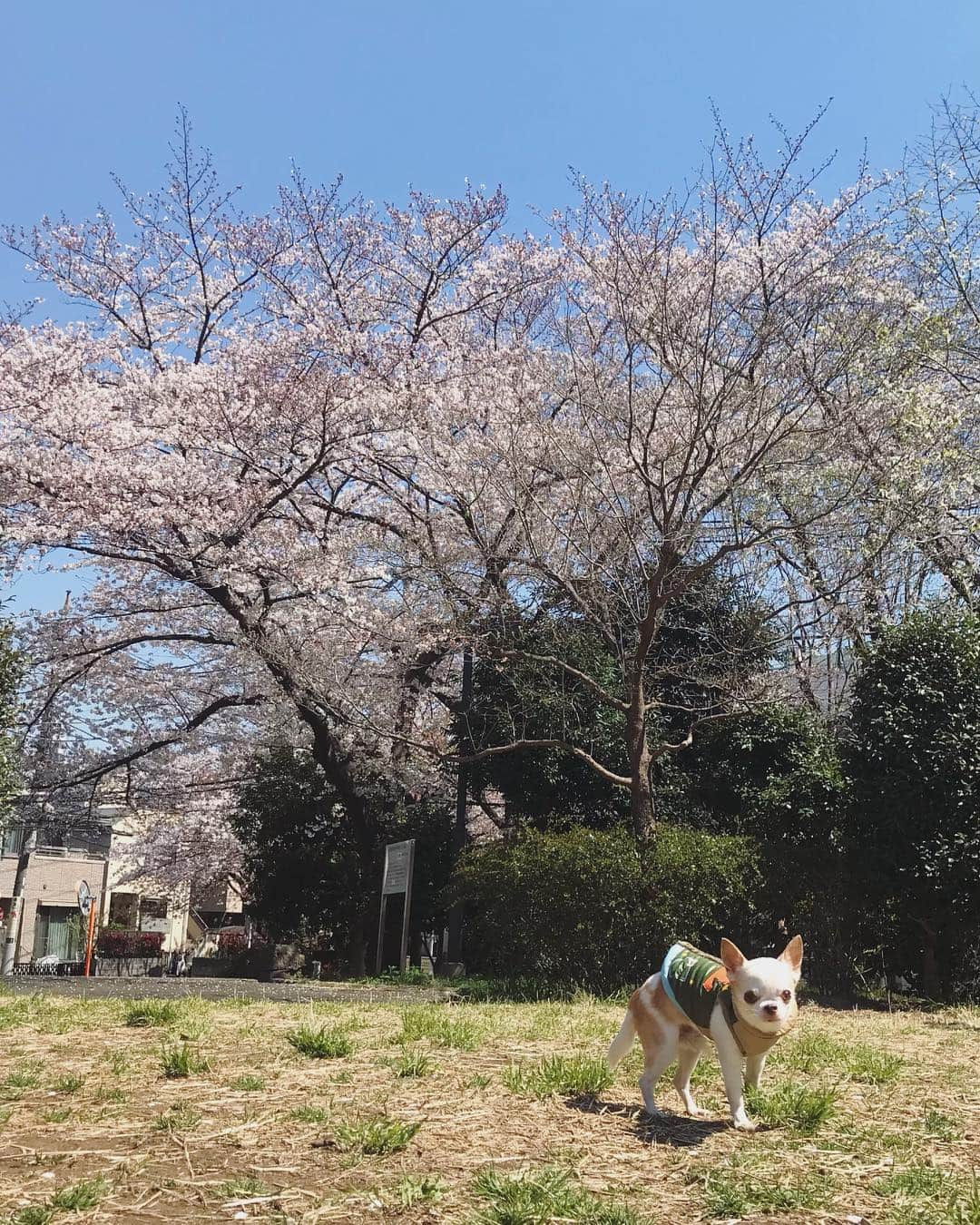 川田希さんのインスタグラム写真 - (川田希Instagram)「今日のお散歩コースは、桜が綺麗に咲いてるけど、人が少ない穴場スポット。  #dogsofinstagram #いぬすたぐらむ #さくら #桜 #お花見」4月4日 14時11分 - nozomikawata