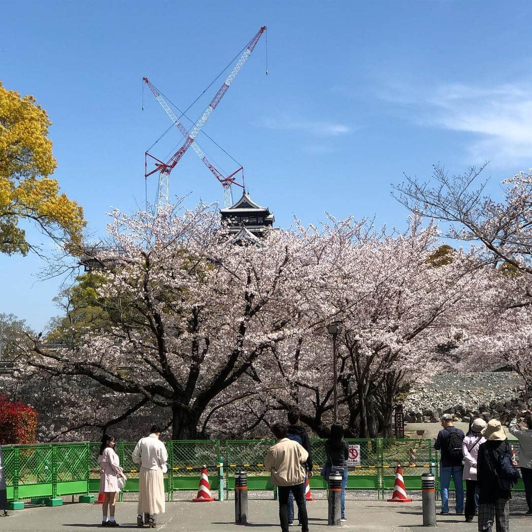 石田靖さんのインスタグラム写真 - (石田靖Instagram)「間寛平さんの熊本での新番組 TKUテレビ熊本の寛平ちゃん・奈々海の 『熊本がいい〜〜の❗️』で熊本城界隈の古町へ 歴史深い城下町を寛平さんと寺田奈々海アナとぶらり OAは4月16日19時から予定😆 お楽しみに〜〜 #テレビ熊本 #TKU #熊本がいいーの #かいーの #かかってます #間寛平 #寺田奈々海 #城下町 #古町 #西唐人町  #古民家カフェ #芋屋長兵衛  #いきなり団子美味しい #芋屋長兵衛商店  #2枚目の写真 #熊本城  #頑張れ熊本 #3枚目の写真 #桜満開 #一期一笑  #石田靖」4月4日 14時12分 - yasulog