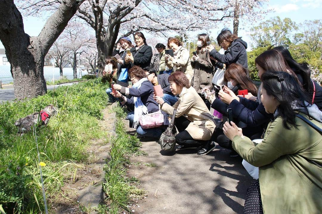 Nyankichi Noranekoさんのインスタグラム写真 - (Nyankichi NoranekoInstagram)「葛飾区 水元公園での「旅猫ニャン吉47都道府県制覇記念パトロール」は、2時間30分の超ロングパトロール😲 みなさんに喜んでいただき、とても嬉しかったにゃり😸 これからも、ぼくとぼくの家族への応援をよろしくお願いしますにゃり😀  #猫 #고양이 #แมว #貓 #кошка #qata #chat #ニャンスタグラム #gato #喵星人 #ねこ部 #旅猫 #動物 #ねこのきもち #ニャン吉 #kawaii #保護猫 #イケニャン #japan #猫写真 #ねこ #seekor #ネコ #旅貓 #水元公園 #葛飾区 #東京 #tokyo」4月4日 14時18分 - noraneko_nyankichi