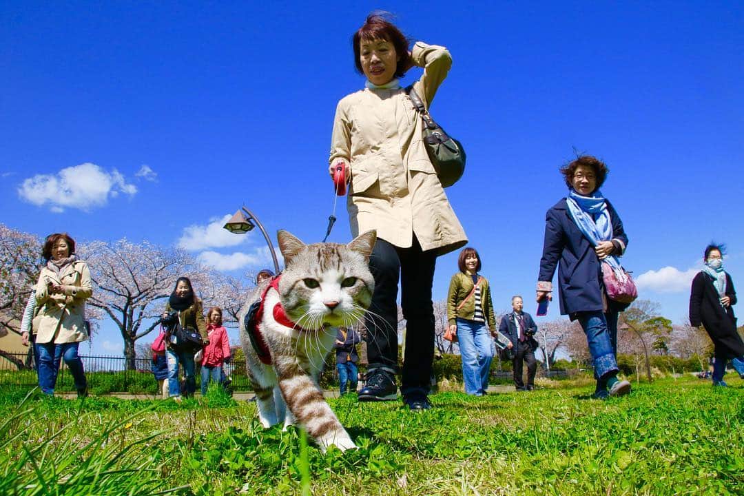 Nyankichi Noranekoさんのインスタグラム写真 - (Nyankichi NoranekoInstagram)「葛飾区 水元公園での「旅猫ニャン吉47都道府県制覇記念パトロール」は、2時間30分の超ロングパトロール😲 みなさんに喜んでいただき、とても嬉しかったにゃり😸 これからも、ぼくとぼくの家族への応援をよろしくお願いしますにゃり😀  #猫 #고양이 #แมว #貓 #кошка #qata #chat #ニャンスタグラム #gato #喵星人 #ねこ部 #旅猫 #動物 #ねこのきもち #ニャン吉 #kawaii #保護猫 #イケニャン #japan #猫写真 #ねこ #seekor #ネコ #旅貓 #水元公園 #葛飾区 #東京 #tokyo」4月4日 14時18分 - noraneko_nyankichi