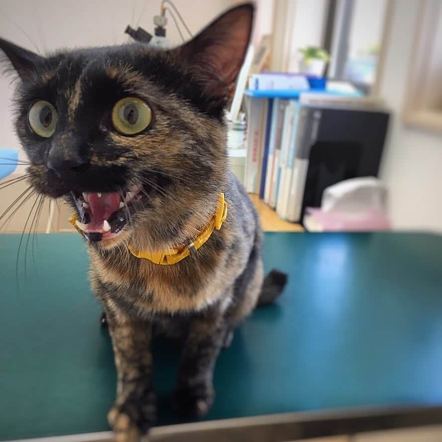 ねこさんのインスタグラム写真 - (ねこInstagram)「驚きーっっニャーーッ‼️⭐️ #neko_magazine #ねこ #猫 #ネコ #catstagram #cat #ねこマガジン #NEKONOBA #サビ猫 #さびねこ #サビネコ」4月4日 14時28分 - neko_magazine