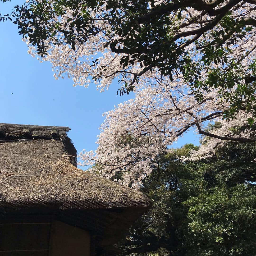 福原美穂さんのインスタグラム写真 - (福原美穂Instagram)「桜も気がつけば葉桜に でもほんとに力が抜ける美しさ 春は一番好きな季節です 国立博物館内の桜きれいでした❤️」4月4日 14時40分 - miho_fukuhara