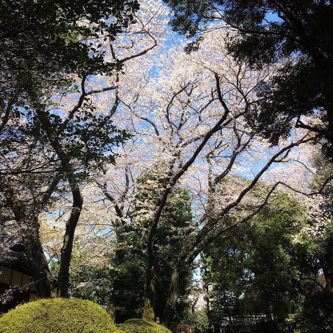 福原美穂さんのインスタグラム写真 - (福原美穂Instagram)「桜も気がつけば葉桜に でもほんとに力が抜ける美しさ 春は一番好きな季節です 国立博物館内の桜きれいでした❤️」4月4日 14時40分 - miho_fukuhara