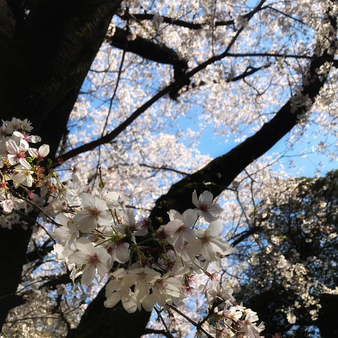 福原美穂さんのインスタグラム写真 - (福原美穂Instagram)「桜も気がつけば葉桜に でもほんとに力が抜ける美しさ 春は一番好きな季節です 国立博物館内の桜きれいでした❤️」4月4日 14時40分 - miho_fukuhara