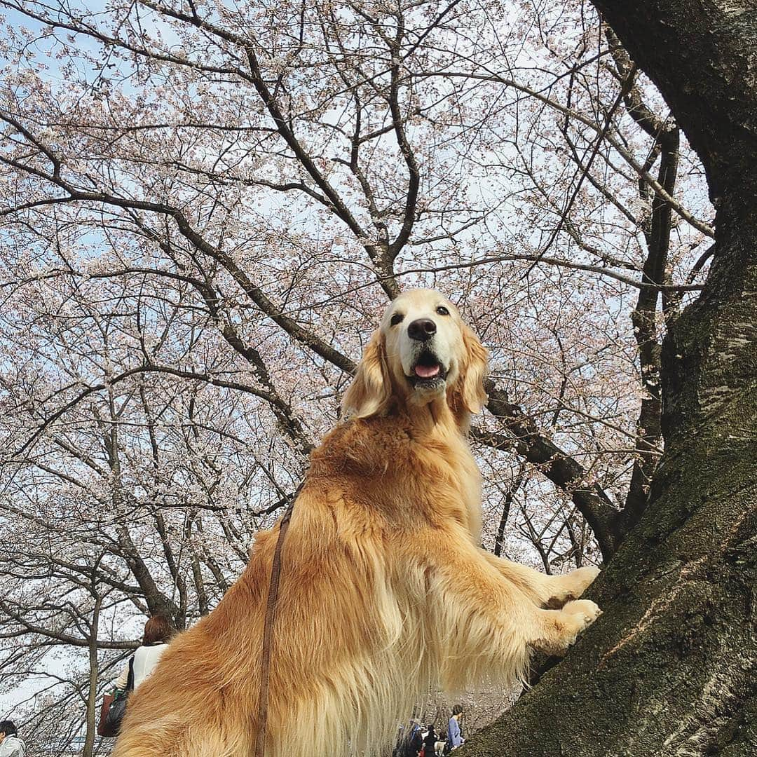 kei515yuさんのインスタグラム写真 - (kei515yuInstagram)「過去picです😊 今年も写真撮れるかなぁ。 あ、悠鼓はだいぶ元気になってきています😊 #dogsofinstagram #ゴールデンレトリバー #ilovegolden_retrievers #retrieversgram #petscorner #insta_animal #dog_ofinstagram #insta_dogs #gloriousgoldens #retriever #goldenretriever #犬バカ部 #igdog #gryuuko #topdogphoto #repost_ezyjp #retrieveroftheday #dogscorner #weeklyfluff #thedailygolden #dog_features #excellent_dogs #pecoいぬ部」4月4日 14時34分 - kei515yu