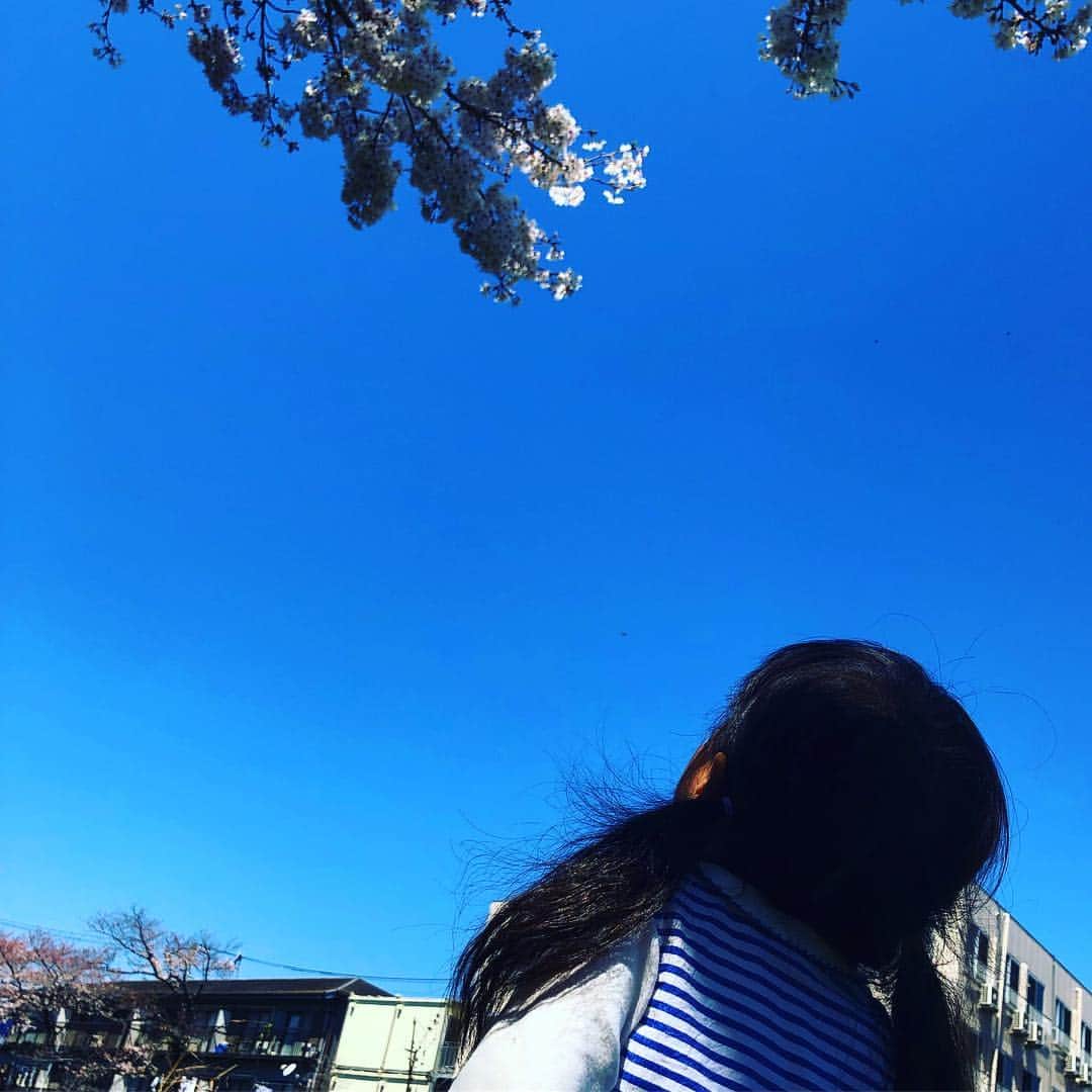 新井美穂さんのインスタグラム写真 - (新井美穂Instagram)「亡き母と毎年この桜を見ながら長電話をしていた私にとっては思い入れの深い#野川の桜 「いつかお母さんにも見せたいなー！」てよく2人で話していたなー。 今日は、風邪で保育園お休みの娘とちょうど#桜満開 の野川へお散歩🌸 娘が持参したおもちゃの車でブィブィ言わしてる間に 満開の桜の木の下にシート広げて、行きしなに買ったバーガーキングの#ワッパーチーズ を食べる準備していたら 遠くで気づいた娘は超特急で車押して戻ってくるという（笑） 我が家は、一番に箸をつけるのは娘と決まっているみたい😅 何はともあれ、私も母となれて、元気いっぱいな娘と2人で今年もまたこの桜を見れた事が何より幸せ💖 #母娘でお花見#花よりだんご#娘2歳10ヶ月」4月4日 14時37分 - arai_miho