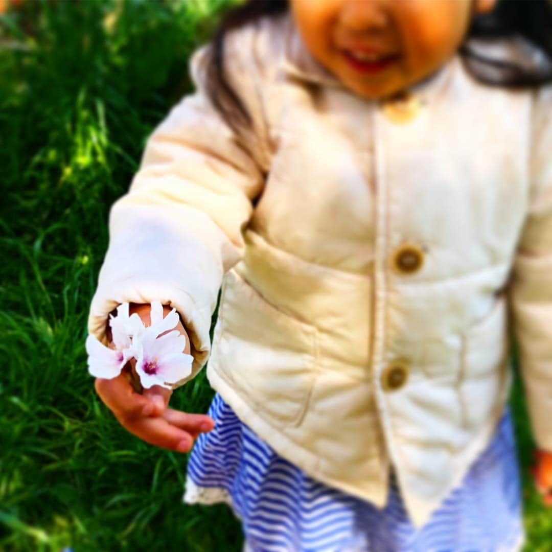 新井美穂さんのインスタグラム写真 - (新井美穂Instagram)「亡き母と毎年この桜を見ながら長電話をしていた私にとっては思い入れの深い#野川の桜 「いつかお母さんにも見せたいなー！」てよく2人で話していたなー。 今日は、風邪で保育園お休みの娘とちょうど#桜満開 の野川へお散歩🌸 娘が持参したおもちゃの車でブィブィ言わしてる間に 満開の桜の木の下にシート広げて、行きしなに買ったバーガーキングの#ワッパーチーズ を食べる準備していたら 遠くで気づいた娘は超特急で車押して戻ってくるという（笑） 我が家は、一番に箸をつけるのは娘と決まっているみたい😅 何はともあれ、私も母となれて、元気いっぱいな娘と2人で今年もまたこの桜を見れた事が何より幸せ💖 #母娘でお花見#花よりだんご#娘2歳10ヶ月」4月4日 14時37分 - arai_miho