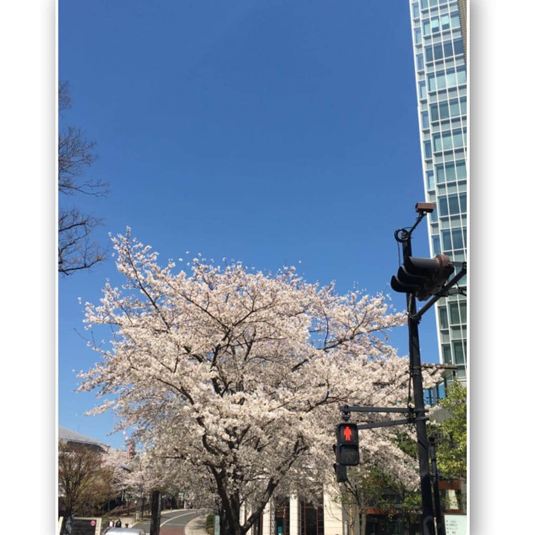 松尾依里佳さんのインスタグラム写真 - (松尾依里佳Instagram)「#TBS「#ひるおび！」ご覧くださったみなさま、ありがとうございました💓赤坂はまだ満開の桜が残っていて、晴天がより美しく見えました🌸次回は4月19日(金)です✨ #4月 #春 #お衣裳 #tonal」4月4日 14時49分 - erika.matsuo