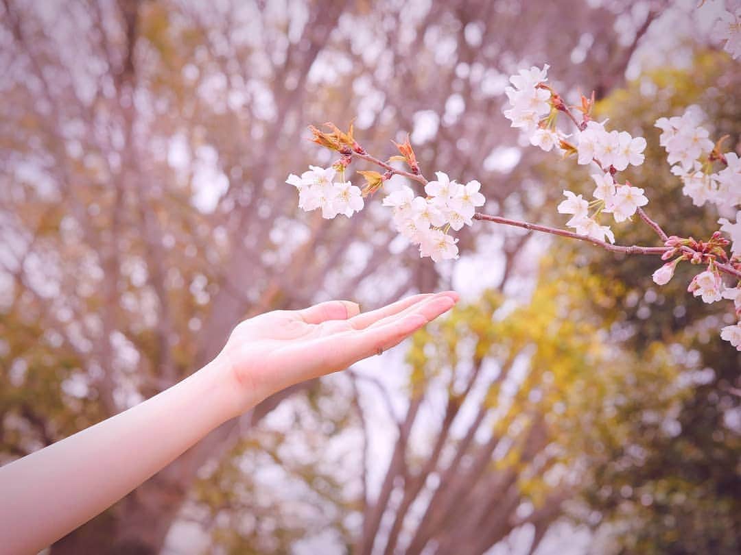 のインスタグラム：「#randompic . 🌸🌸🌱🌿~^^ . 時間が出来てて 急遽簡単にお弁当を作って 少しお花見をしました🍱先日 . . あともう少しで満開🌸！といった所😊ﾀﾉｼﾐ… . 今週がピークかなぁ！ . . 桜はﾃﾞﾘｹｰﾄで傷が付くとダメになっちゃうそうなので この先も続くように 触れずにそっと愛でましょうね🌱 . 綺麗だなぁ;-)♥ . #平成最後の #桜 #cherryblossom . . #📷 #LUMIX #gh4  #leica #42.5mm」