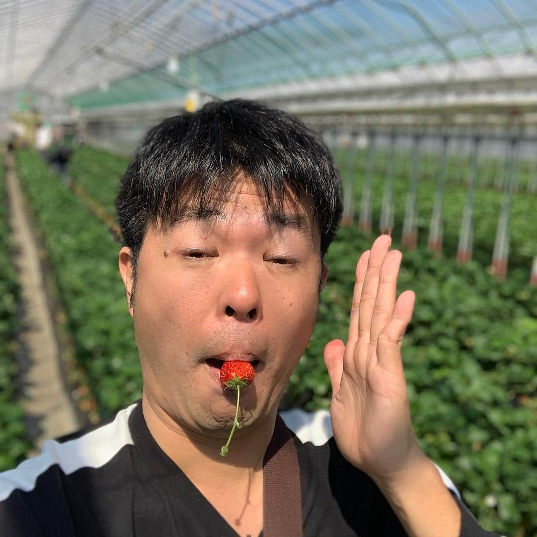 西川晃啓さんのインスタグラム写真 - (西川晃啓Instagram)「気絶恒例！  自分のまわりを飛んでいる蜂に気をつけながら気絶  #あるある探検隊#レギュラー#気絶#気絶の日々#ギャグ#イチゴ狩り#千葉#君津市#アクアライン#渡邊農園#食べ放題#あま〜い#スピードワゴン#井戸田さん#快晴#ようやく#春#蜂#こわい」4月4日 14時48分 - kizetu