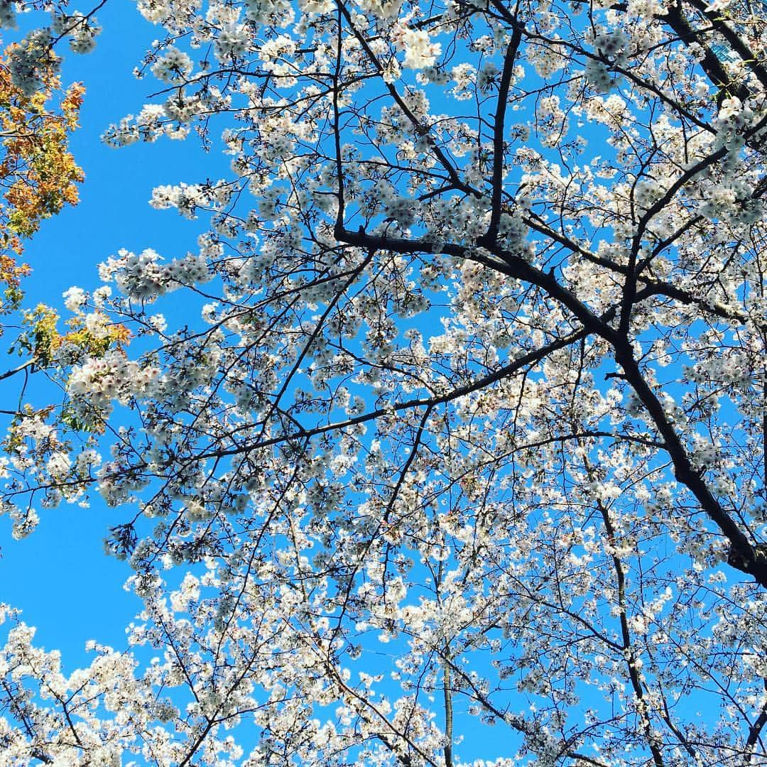 金子三勇士さんのインスタグラム写真 - (金子三勇士Instagram)「Sakura and the blue sky #Sakura #Cherryblossoms #Spring #Tokyo #Japan #bluesky #桜 #さくら #満開 #花見 #春 #青空 #東京 #日本」4月4日 15時03分 - miyujikaneko_official