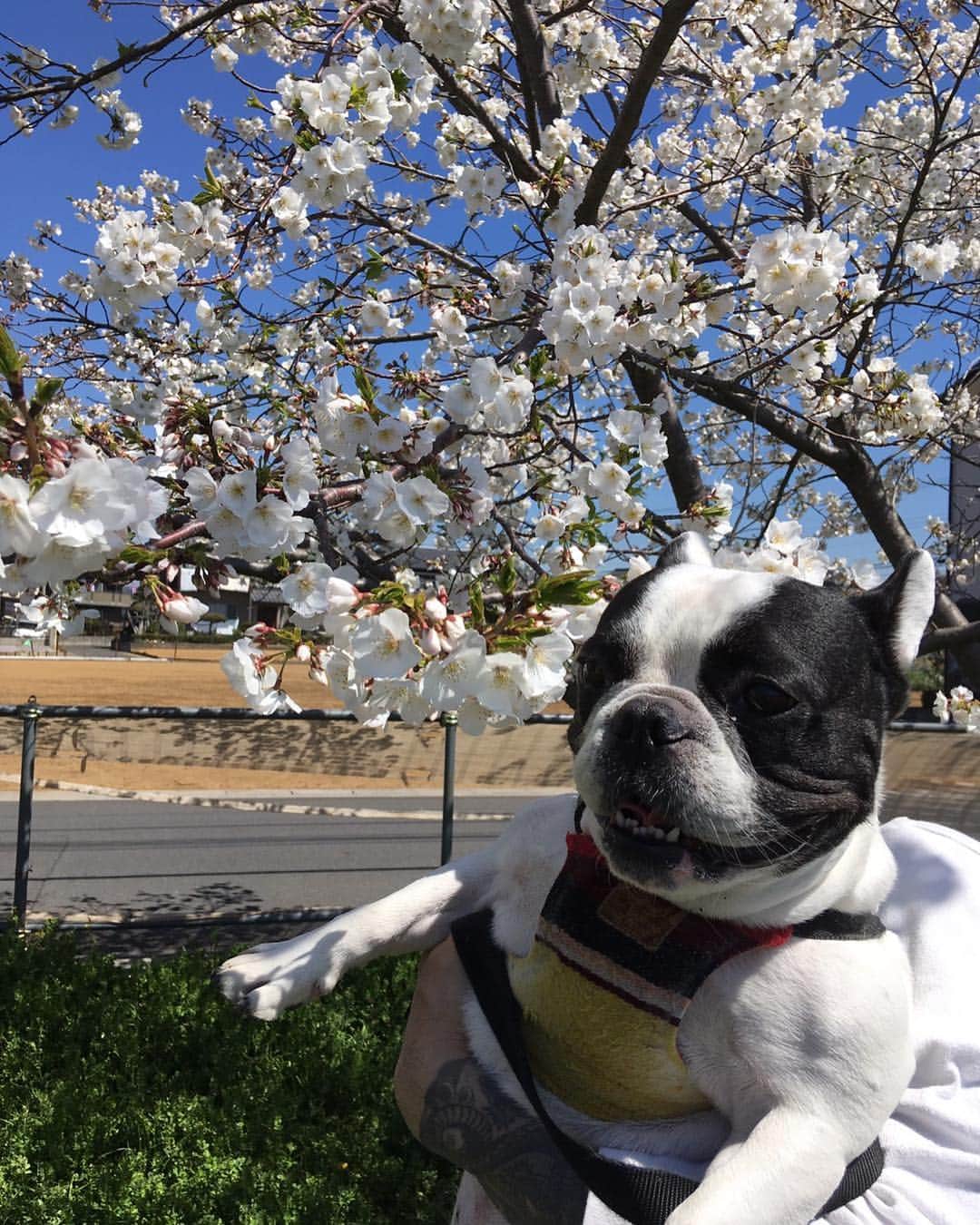 Ju-kenのインスタグラム：「🌸&🐷=👍 #春 #cherryblossom #frenchbulldog #桜 #フレンチブルドッグ #割とマッチョ」