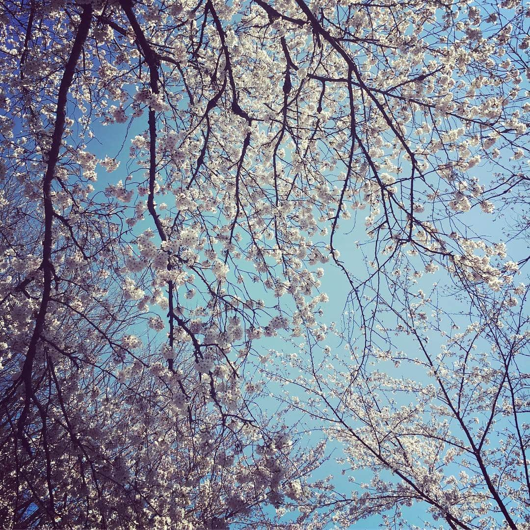 野村佑香さんのインスタグラム写真 - (野村佑香Instagram)「🌸お花見日和🌸  友達のお手製スープに癒され、舌鼓をうちながら、ベーグルサンドをお供に。  オレンジちゃんも産まれて初めての花見🌸どーだ、美しかろう。  そして、約束してないのに待ち合わせしたかのように友人達が集えた。だから、この街好きなのよね。  賑やかなはずなのに、新雪みたいに音を吸い込むかのようなシンとした美しさの桜。 エネルギーチャージをしました😌  #お花見#ベーグル#明日で2ヶ月#産まれて初めて#ばかり#楽しいね#美しかった」4月4日 15時20分 - nomuyuu