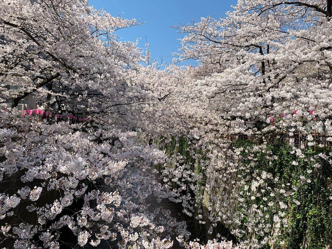 細田阿也さんのインスタグラム写真 - (細田阿也Instagram)「#中目黒 #目黒川  #目黒川の桜  #桜 #🌸」4月4日 15時29分 - hosodaaya