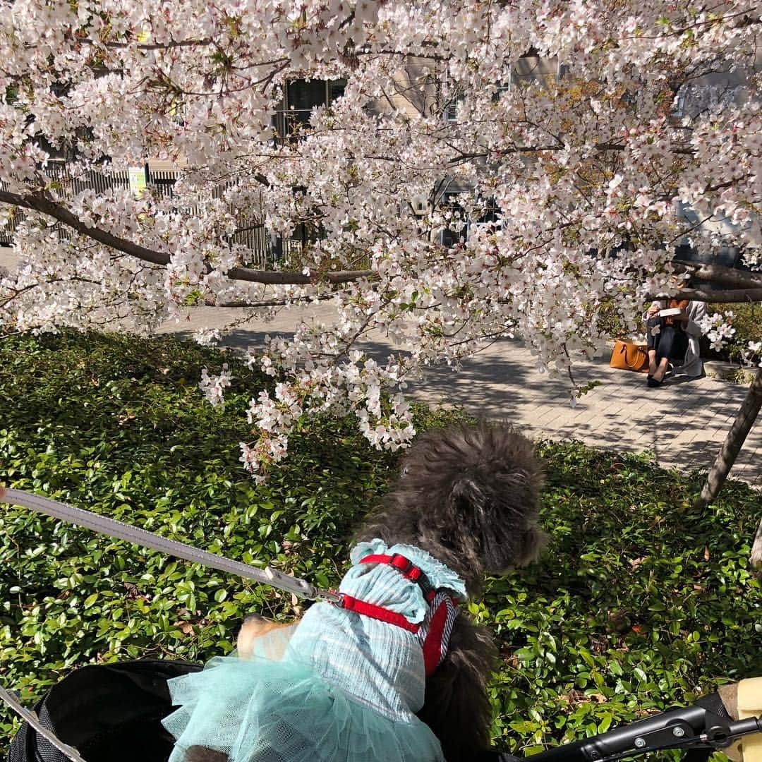 山下莉奈さんのインスタグラム写真 - (山下莉奈Instagram)「お天気いいから空き時間に急いでお散歩🙆‍♀️🌸💕 太陽に当たると元気になるね🌞❤️」4月4日 15時38分 - rinayamashita