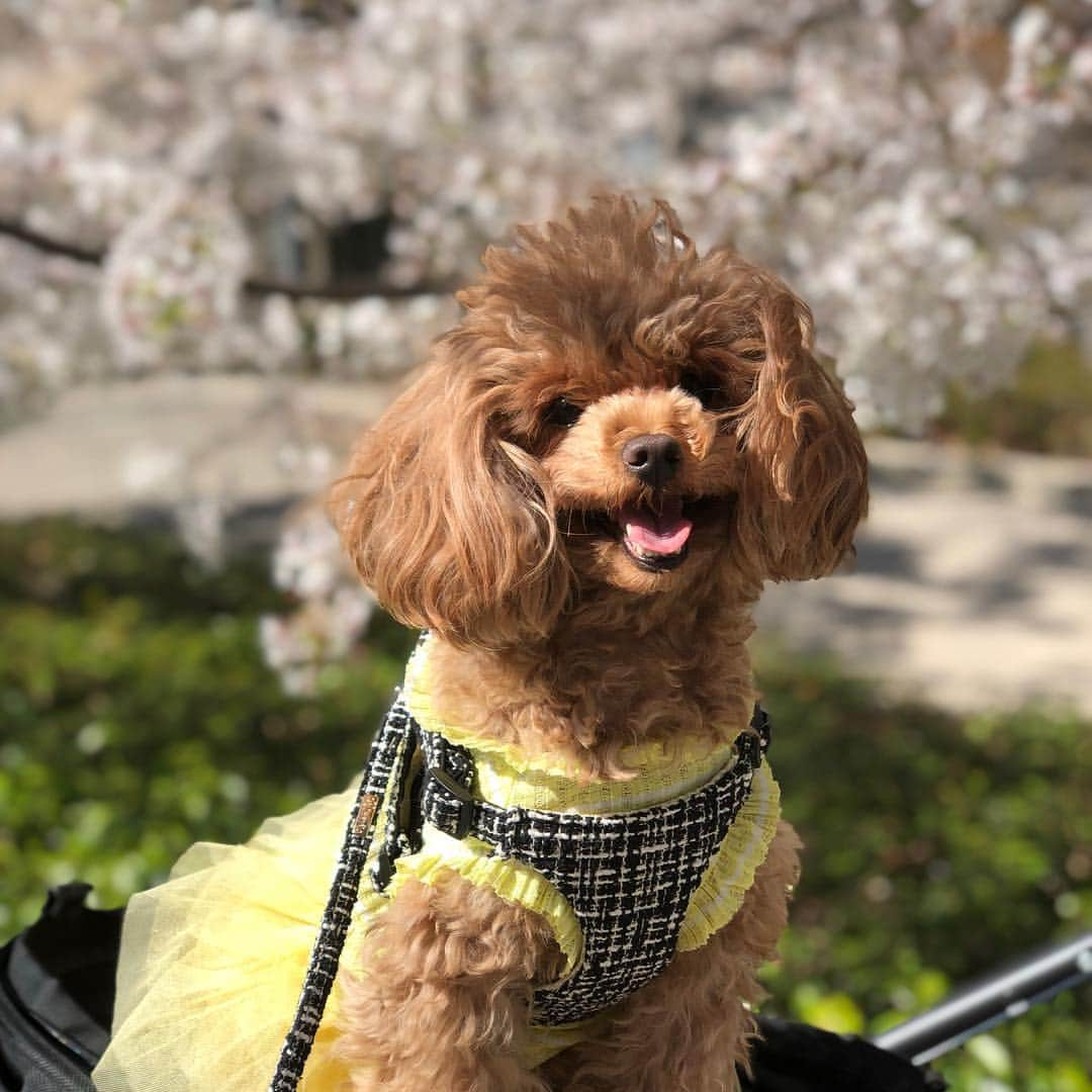 山下莉奈さんのインスタグラム写真 - (山下莉奈Instagram)「お天気いいから空き時間に急いでお散歩🙆‍♀️🌸💕 太陽に当たると元気になるね🌞❤️」4月4日 15時38分 - rinayamashita