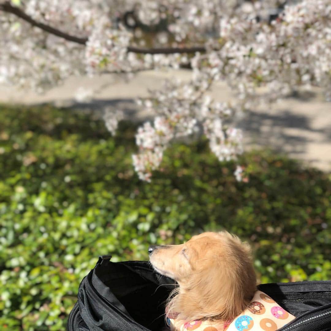 山下莉奈さんのインスタグラム写真 - (山下莉奈Instagram)「お天気いいから空き時間に急いでお散歩🙆‍♀️🌸💕 太陽に当たると元気になるね🌞❤️」4月4日 15時38分 - rinayamashita