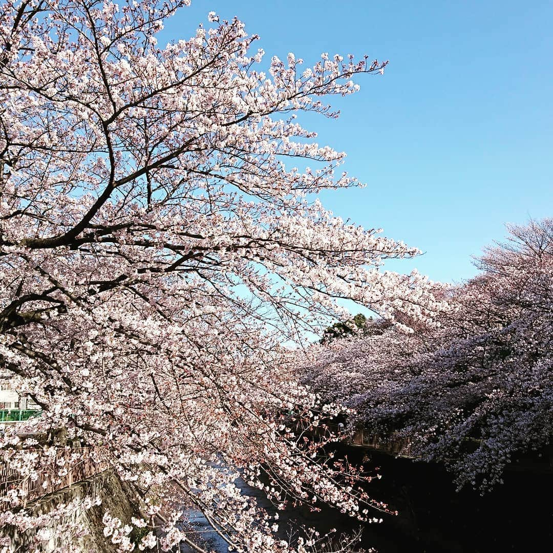 幸宮チノのインスタグラム：「桜並木がきれいです」