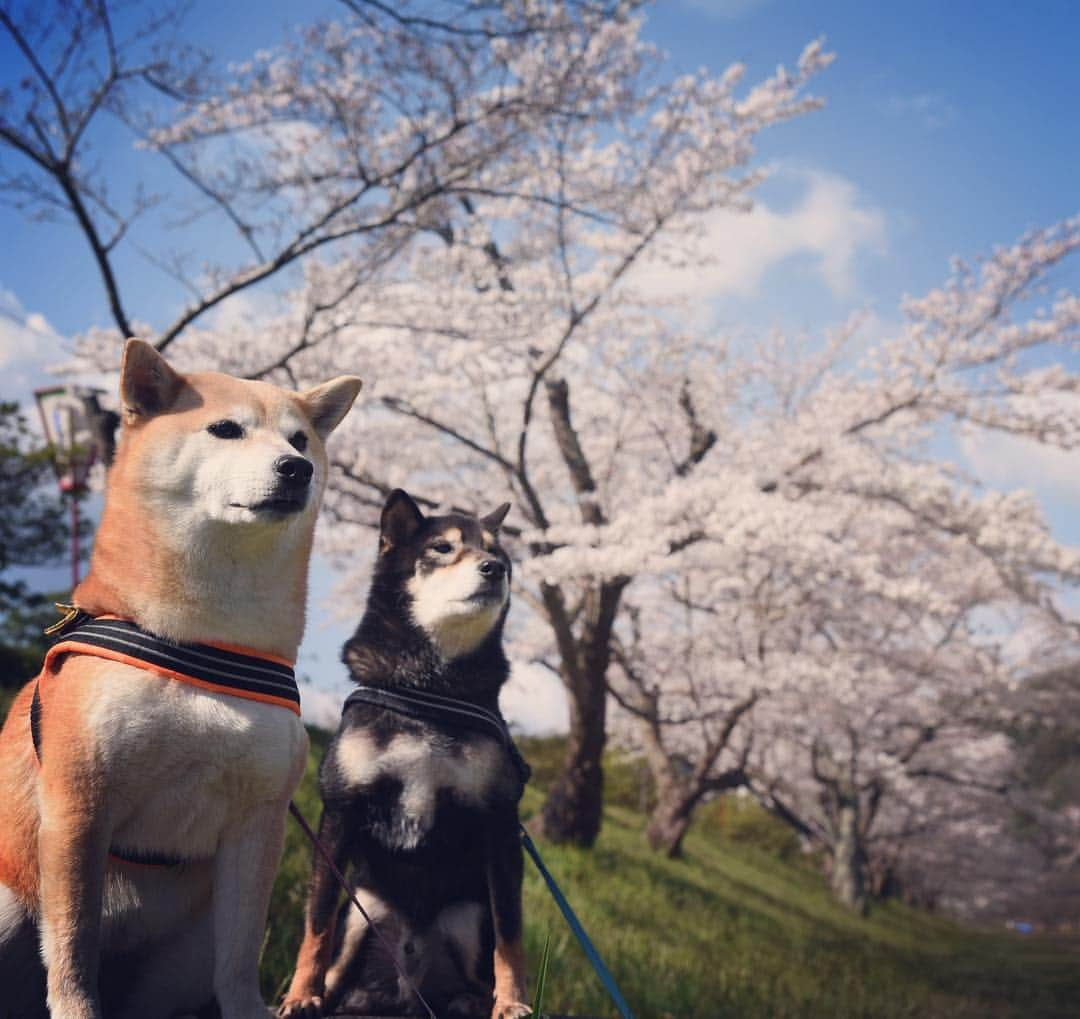 がんちゃんさんのインスタグラム写真 - (がんちゃんInstagram)「昨日今日の晴天で桜の開花🌸が一気に進んだてんタッキー地方。今週末は最高のお花見🌸日和になりそうですね😊」4月4日 15時40分 - kota2ann