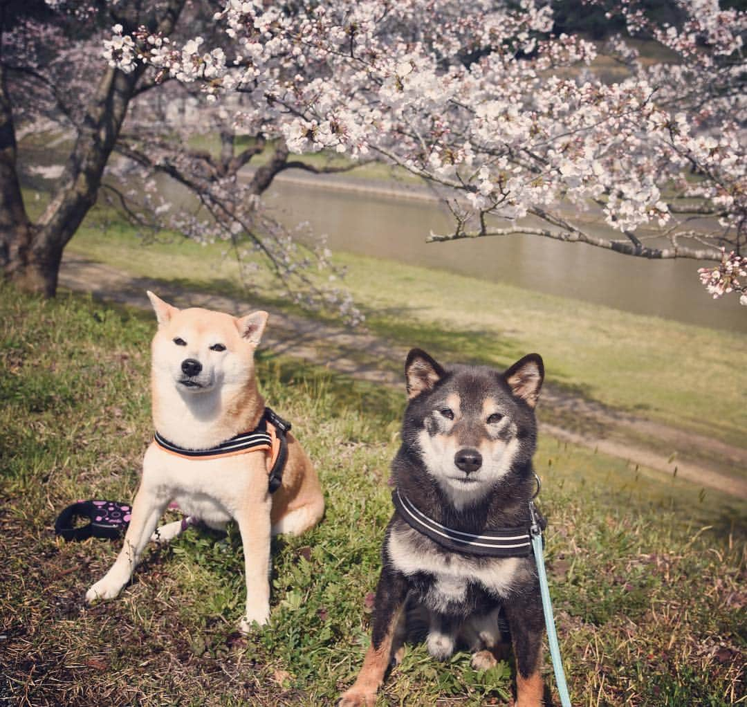 がんちゃんさんのインスタグラム写真 - (がんちゃんInstagram)「昨日今日の晴天で桜の開花🌸が一気に進んだてんタッキー地方。今週末は最高のお花見🌸日和になりそうですね😊」4月4日 15時40分 - kota2ann