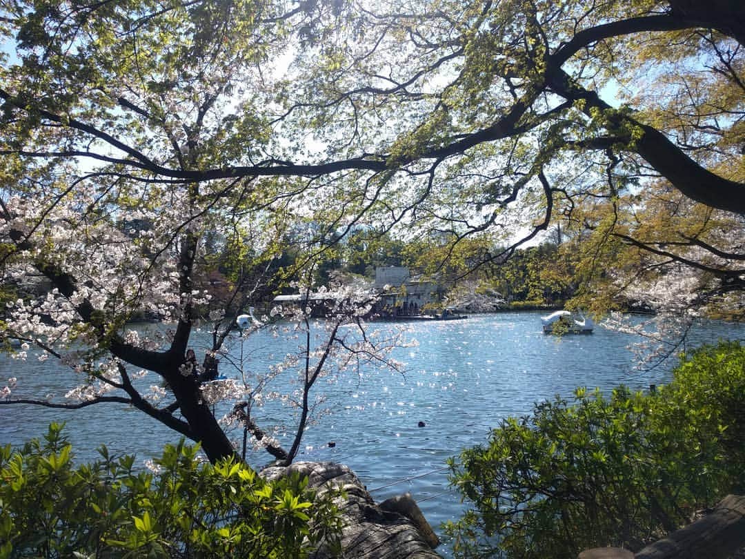 越中睦士さんのインスタグラム写真 - (越中睦士Instagram)「#桜」4月4日 15時43分 - makotokoshinaka