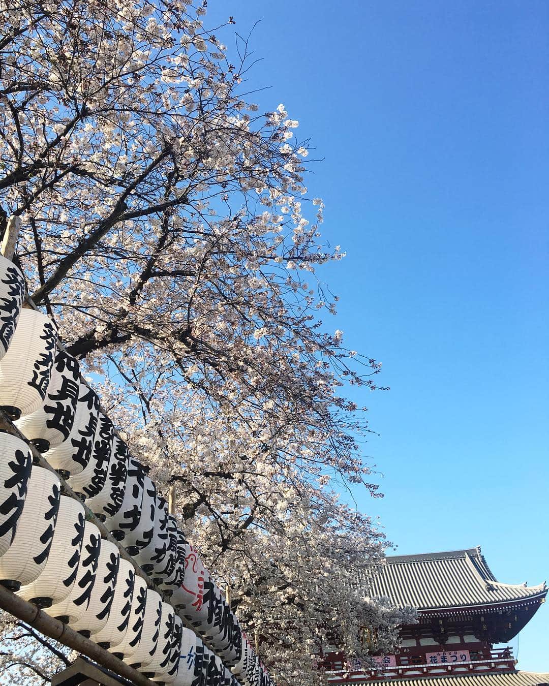 矢井田瞳さんのインスタグラム写真 - (矢井田瞳Instagram)「浅草と桜も、ええですなぁ🌸😆」4月4日 15時46分 - hitomi_yaida