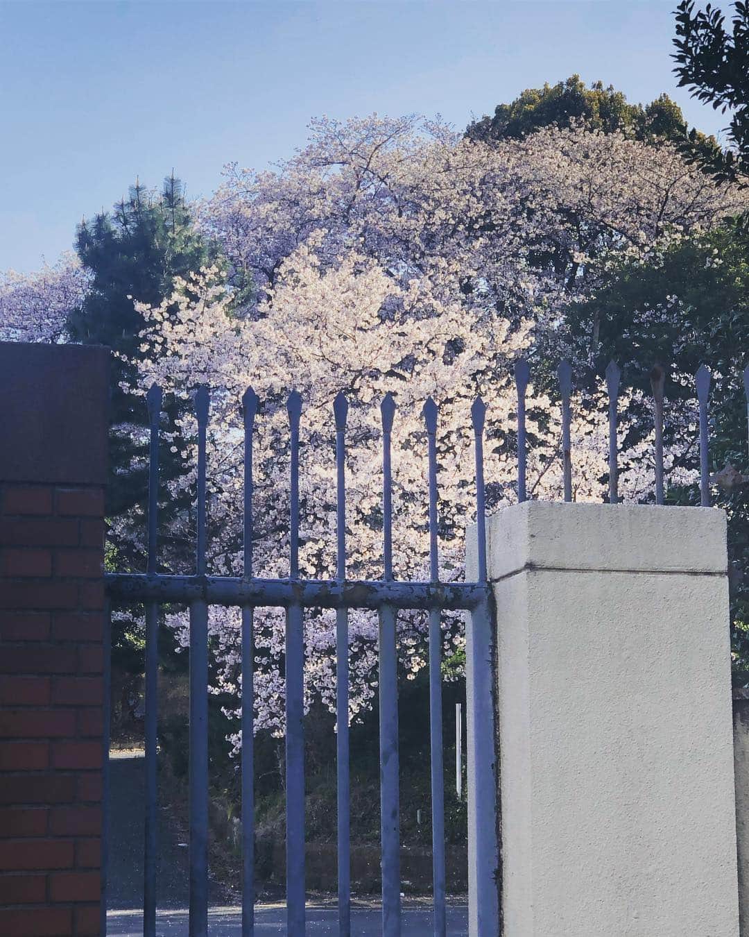名越康文さんのインスタグラム写真 - (名越康文Instagram)「#散歩」4月4日 15時49分 - nakoshiyasufumi