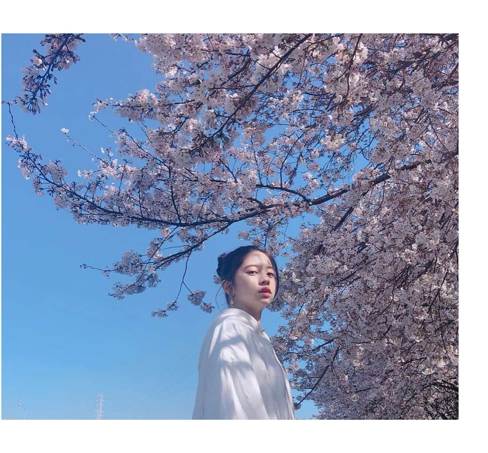 桜田ひよりさんのインスタグラム写真 - (桜田ひよりInstagram)「桜満開ですね🌸  お知らせがあります！  読売テレビ・日本テレビ系 今日の夜11時59分〜 放送スタートの  向かいのバスる家族  菅野朱里役で出演します！！ 是非、ご覧ください！  #向かいのバズる家族 #最後の写真 #桜食べた #らしい #無意識です」4月4日 15時55分 - hiyori_sakurada_official