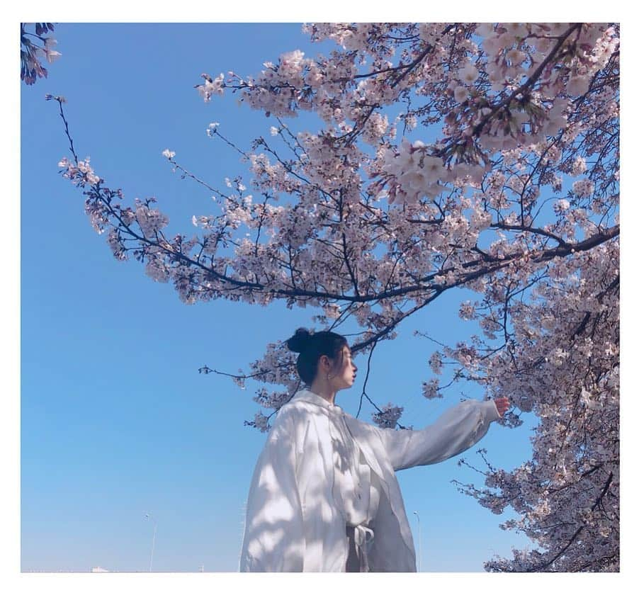 桜田ひよりさんのインスタグラム写真 - (桜田ひよりInstagram)「桜満開ですね🌸  お知らせがあります！  読売テレビ・日本テレビ系 今日の夜11時59分〜 放送スタートの  向かいのバスる家族  菅野朱里役で出演します！！ 是非、ご覧ください！  #向かいのバズる家族 #最後の写真 #桜食べた #らしい #無意識です」4月4日 15時55分 - hiyori_sakurada_official