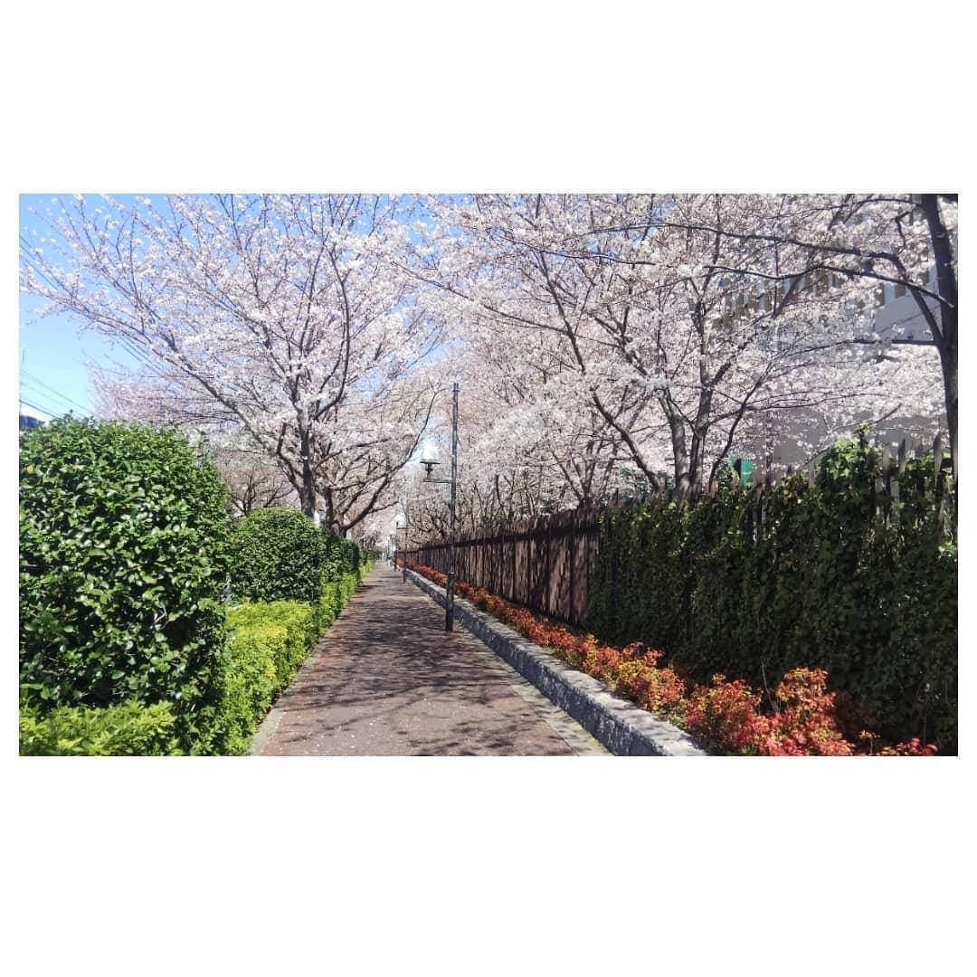 梅津春香さんのインスタグラム写真 - (梅津春香Instagram)「板橋の桜は4年目、トレセンの桜を眺めるのは今年で9年目です。  桜は春の訪れを感じます🌸  昨日は地元の米沢に数センチの雪が降りました。米沢の春はこれからのようです。  #桜 #満開 #板橋 #トレセン #桜並木 #4月 #春 #cherryblossom #spring  #japan #tokyo #culture」4月4日 16時05分 - haruka_umetsu