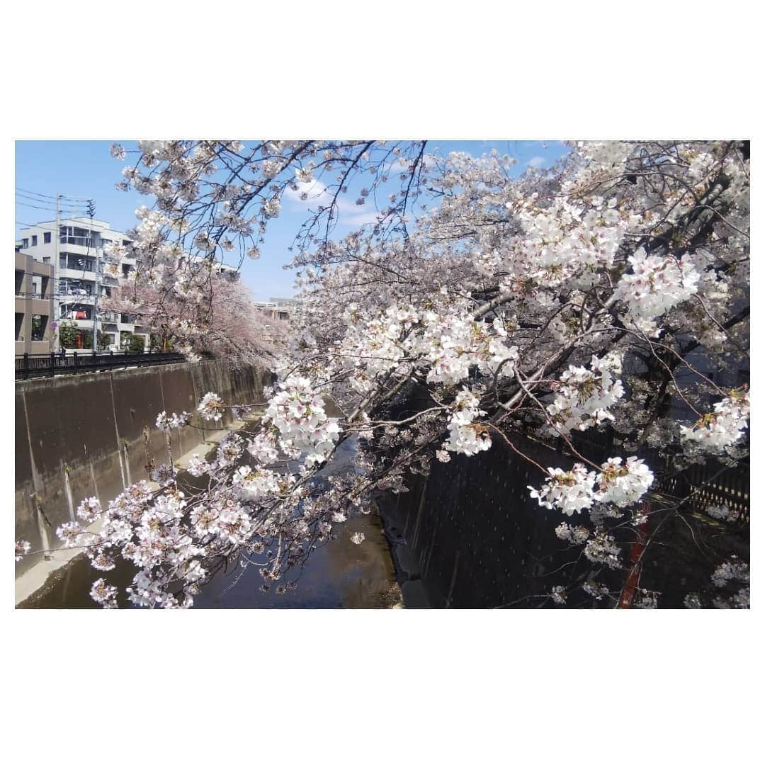 梅津春香さんのインスタグラム写真 - (梅津春香Instagram)「板橋の桜は4年目、トレセンの桜を眺めるのは今年で9年目です。  桜は春の訪れを感じます🌸  昨日は地元の米沢に数センチの雪が降りました。米沢の春はこれからのようです。  #桜 #満開 #板橋 #トレセン #桜並木 #4月 #春 #cherryblossom #spring  #japan #tokyo #culture」4月4日 16時05分 - haruka_umetsu