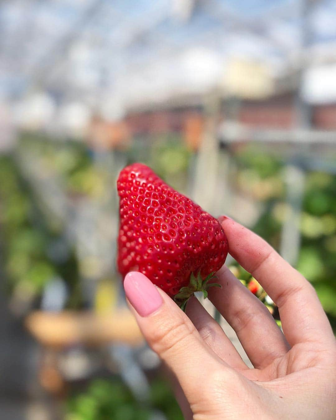 雨宮みずきさんのインスタグラム写真 - (雨宮みずきInstagram)「． 🍓🍓🍓 ． #いちご狩り #いちご大好き #いちご #岩槻いちごファームnakaiwa #岩槻」4月4日 16時13分 - ammymzk0926