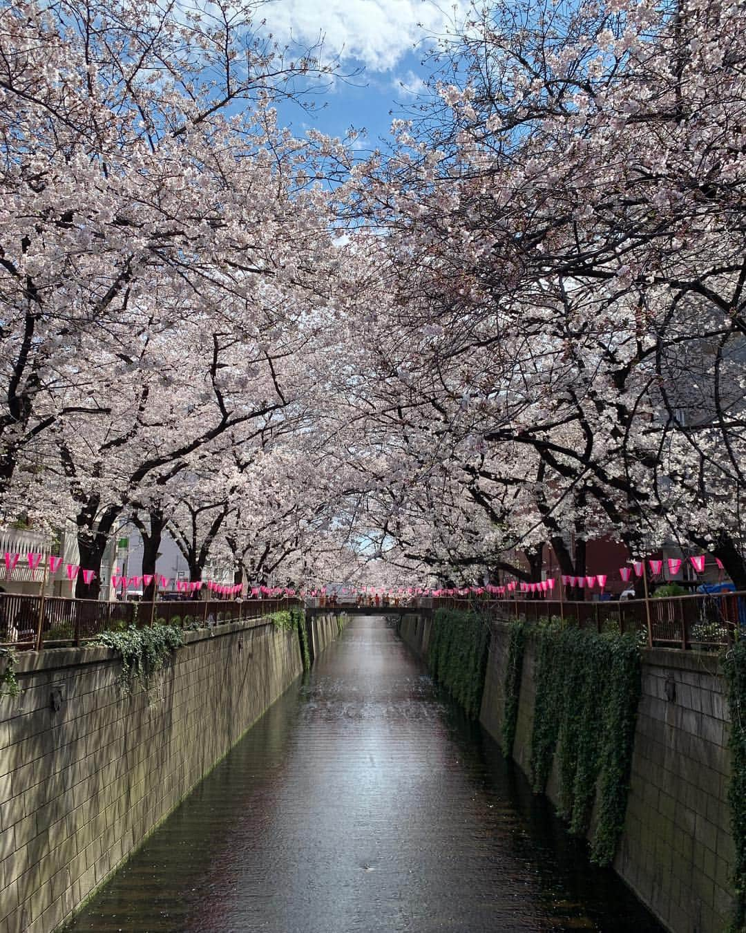 カーラ・デルヴィーニュさんのインスタグラム写真 - (カーラ・デルヴィーニュInstagram)「Goodbye Tokyo, hello Seoul! #cherryblossom」4月4日 16時26分 - caradelevingne