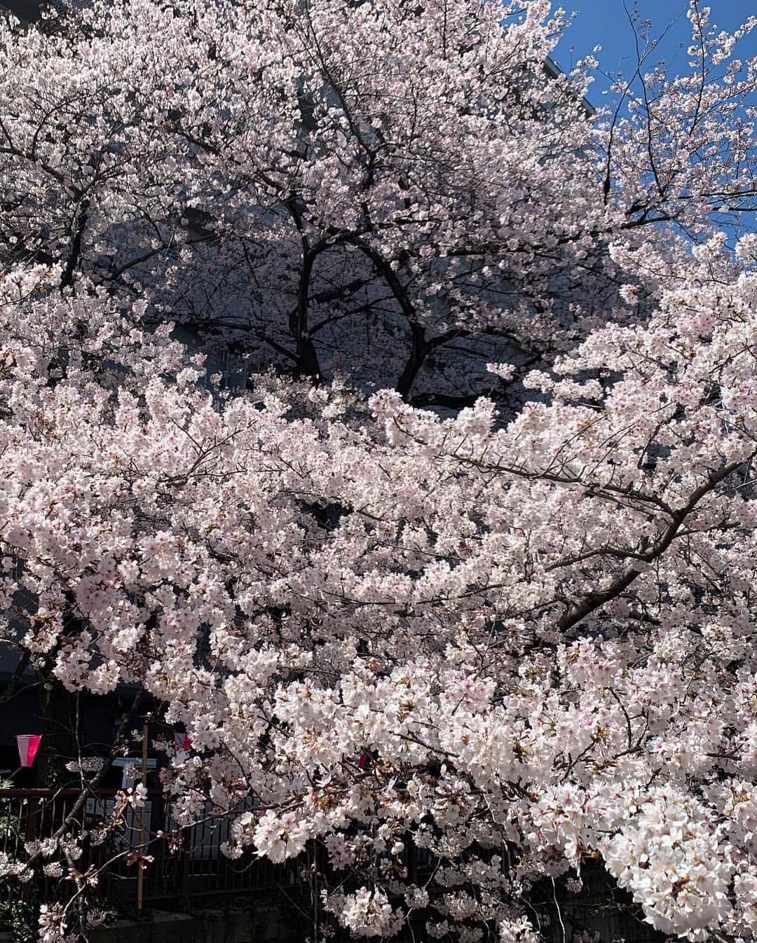 カーラ・デルヴィーニュさんのインスタグラム写真 - (カーラ・デルヴィーニュInstagram)「Goodbye Tokyo, hello Seoul! #cherryblossom」4月4日 16時26分 - caradelevingne