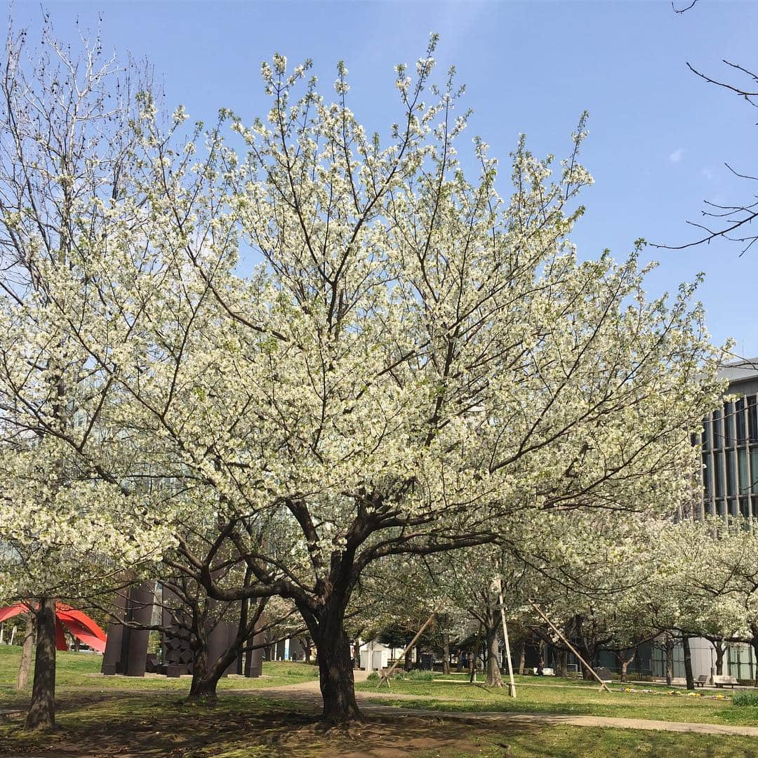 遠藤憲一さんのインスタグラム写真 - (遠藤憲一Instagram)「スタッフです。 オンエア情報です。 🌸4/4木19時〜「VS嵐」 🌸4/6土13:30〜「めざまし特大号 リポーターやってください！」 🌸4/7日24:30「絶対見たくなるTV」 🌸4/8月19時〜「ネプリーグSP」 🌸4/8月21時〜「ラジエーションハウス」スタート❗️ すべて #フジテレビ」4月4日 16時20分 - enken.enstower