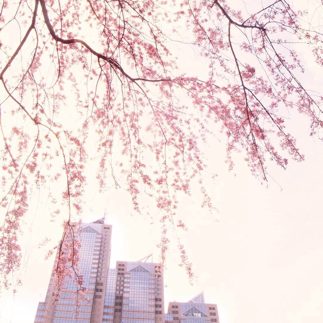 Park Hyatt Tokyo / パーク ハイアット東京さんのインスタグラム写真 - (Park Hyatt Tokyo / パーク ハイアット東京Instagram)「Enjoy another beautiful photo of the sakura (cherry blossoms) by @jorgenaxelvall.  #parkhyatttokyo #cherryblossoms #spring #tokyo #jorgenaxelvall #luxuryispersonal #jubileeatthepark #桜　#shinjkuparktower #新宿パークタワー #ヨーガンアクセルバル」4月4日 16時21分 - parkhyatttokyo