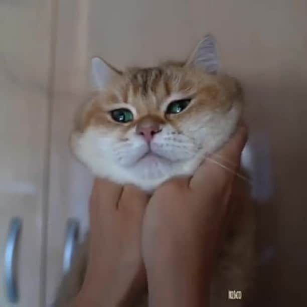 のインスタグラム：「Hosico's cheeks are source of happiness ⠀ ⠀ 📹@hosico_cat⠀ ⠀ Want @9gag to feature your cat 🐾? Join our community and start sharing now 😺 Link in bio⠀ ⠀ #meowed #hosico #fluffycat #fluffycheeks #猫 #neko #ねこ #chat #gato #кот #고양이 #gatto #katze #kedi #แมว #kucing #🇷🇺」