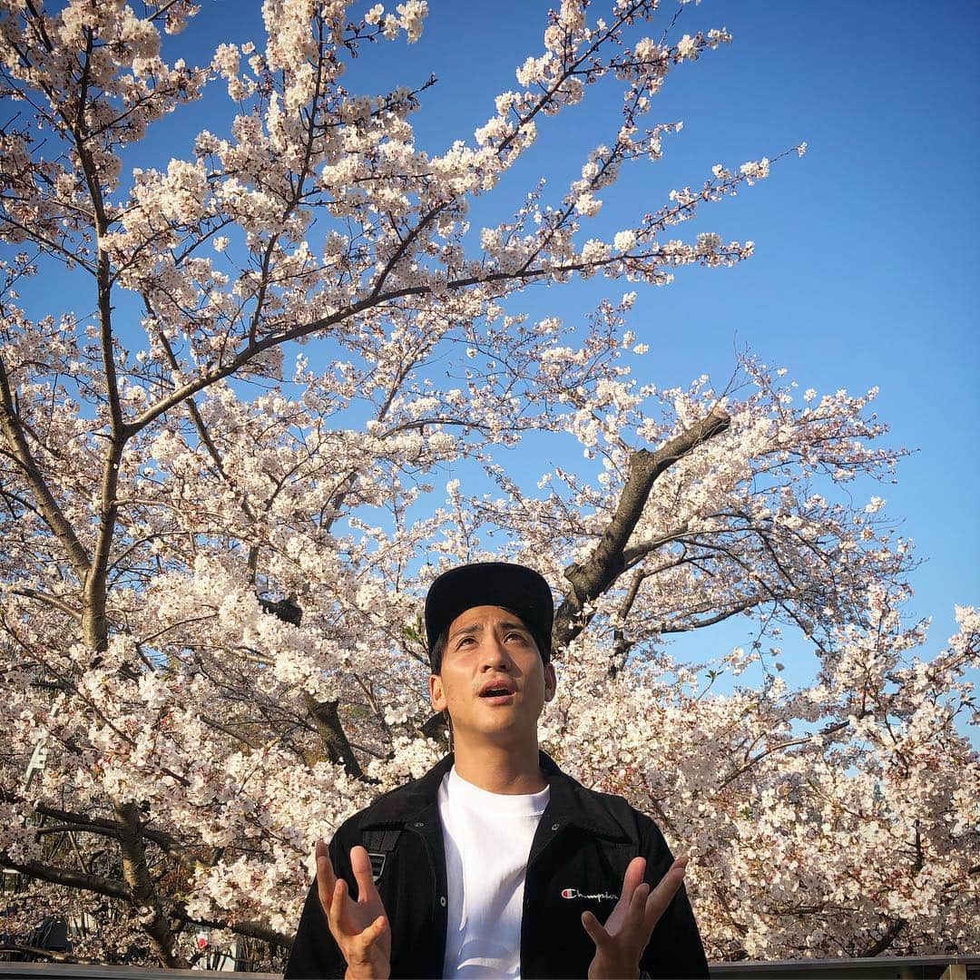 山本紘之さんのインスタグラム写真 - (山本紘之Instagram)「・ さくら ・ ・ #刹那に散りゆく運命と知って」4月5日 2時20分 - yamamoto_hiroyuki.ntv