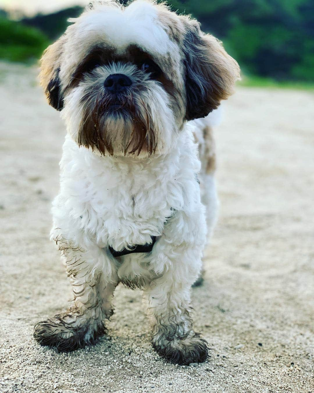 ジャシンダ・バレットのインスタグラム：「Mud in my beard Shit on my nose Birds above Snakes below.  Humans shuffle  And speak on repeat  I scamper and sweat Piss steaming in heat.  What a bore and a snore  And a slow stammering death  to chatter and walk Words tumbling on breath.  I sniff the land awake Gulping sand and air Skidding and galloping I make  The world my lair.  #dogslife #lucky #hiking」