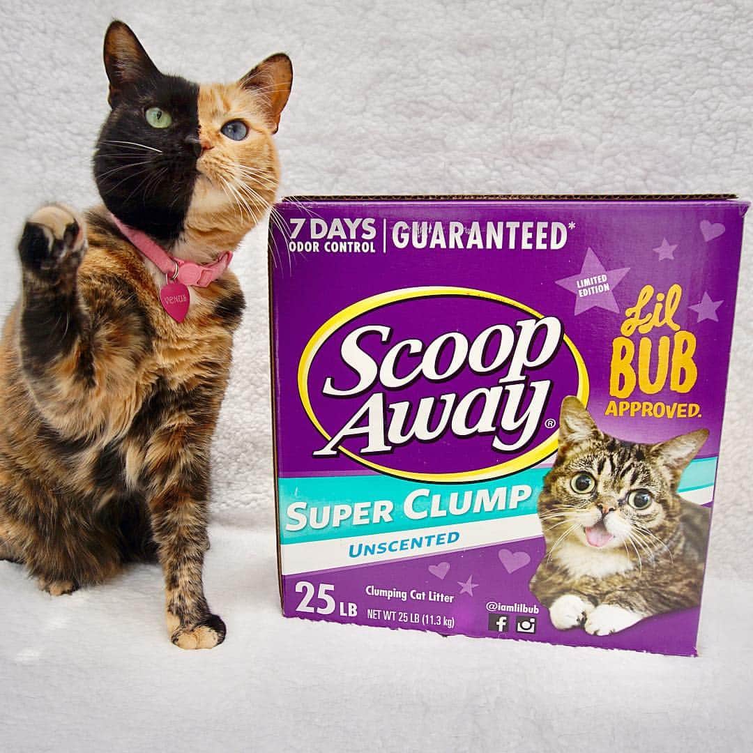 Venus Cat さんのインスタグラム写真 - (Venus Cat Instagram)「Here’s the scoop: Scoop Away partnered with my good friend @iamlilbub to join her mission to spread positivity, acceptance, love and animal welfare awareness with a limited edition Lil BUB box available in stores now.  To further help special needs pets find their forever homes, @scoopawaylitter is donating to Lil BUB’s BIG Fund for the ASPCA! 🐾  With 3 special needs pets of our own, we are honored to give our support! Way to go, BUB! 😺🐾 #sponsored #adoptdontshop #differentisbeautiful #perfectlyimperfect」4月5日 2時18分 - venustwofacecat