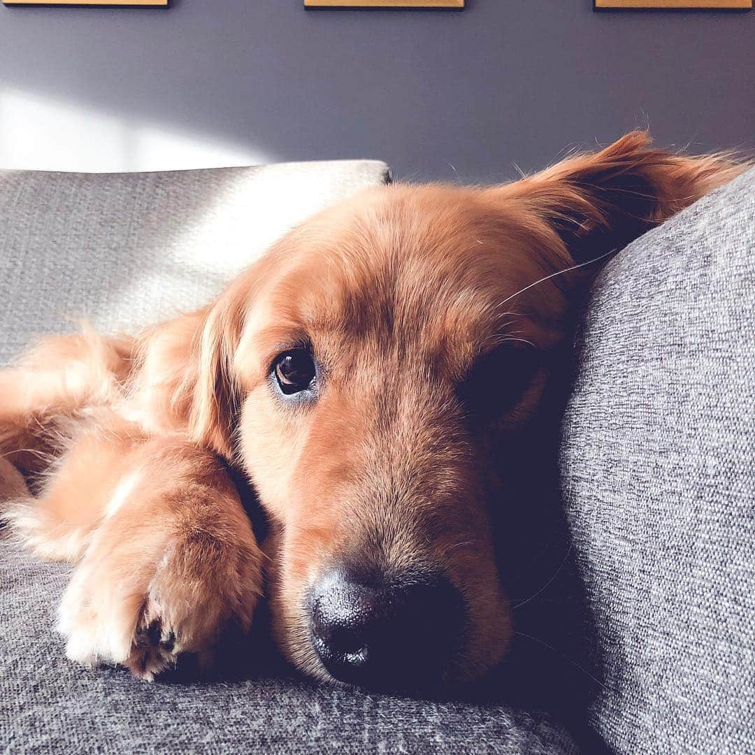 Buddy Boo Blueさんのインスタグラム写真 - (Buddy Boo BlueInstagram)「Bluebeary fact: he’s only content when the entire family is home together. Like literally in the same room. If someone is upstairs while the rest are downstairs, he parks himself in the middle of the stairs so he can be as close as possible to everyone at the same time ❤️」4月5日 2時46分 - buddyboowaggytails