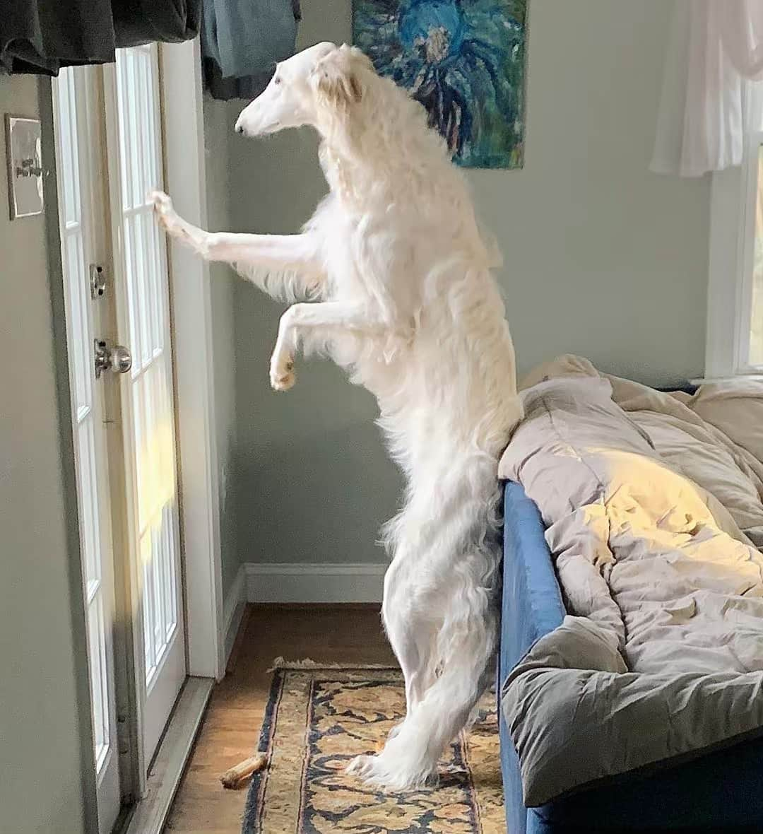 Instagramさんのインスタグラム写真 - (InstagramInstagram)「Hello, world. Today’s #WeeklyFluff is Eris (@eriszoi), a 10-month-old borzoi pup who is best described as sweet, silly and gracious. “It’s so easy to forget she’s a puppy, because she’s so giant and she’s so relaxed,” says Eris’ human Joseph Kidd-Kambourian. Always the classy lady, here is Eris greeting the neighbors. Check out more of Eris’ neighborly curiosity, today on our story. Photo by @eriszoi」4月5日 3時12分 - instagram