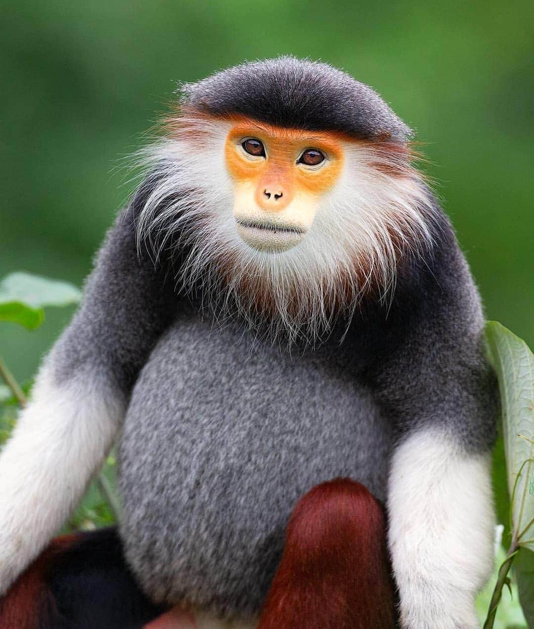 wonderful natureさんのインスタグラム写真 - (wonderful natureInstagram)「Am i cute ?  Photo by @mogenstrolle check out his feed for more」4月5日 3時08分 - awesome.earth