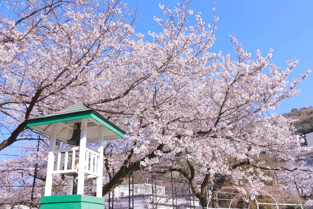 熱海市さんのインスタグラム写真 - (熱海市Instagram)「今日は市内小中学校の入学式🌸ご入学の皆さんおめでとうございます👏 #熱海#入学式#青空に映える#桜#祝入学#正直#学生に戻りたい」4月4日 18時11分 - atami_official