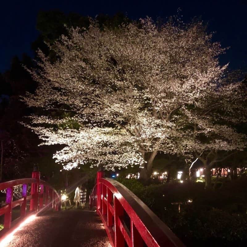 ホテル ニューオータニさんのインスタグラム写真 - (ホテル ニューオータニInstagram)「Enjoy the breathtaking view of cherry blossoms glowing in the dark. Make sure you are dressed up nice and warm. 桜が見頃を迎えた日本庭園では、夜桜もお楽しみいただけます。ぜひ暖かくしてお越しください。 #ホテルニューオータニ  #ニューオータニ  #日本庭園 #夜桜 #ライトアップ #cherryblossoms #springtime  #sakura  #japanesegarden @hotelnewotanitokyo #hotelnewotanitokyo #newotanitokyo  #preferredhotels」4月4日 18時17分 - hotelnewotanitokyo