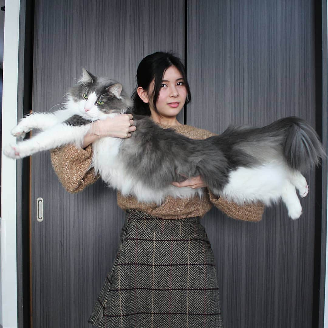 のインスタグラム：「That’s land cloud with a face 📷@rererurerurela  #meowed #rererurerurela #ragdoll #norwegianforestcat #landcloud #fluffycat #notfat」