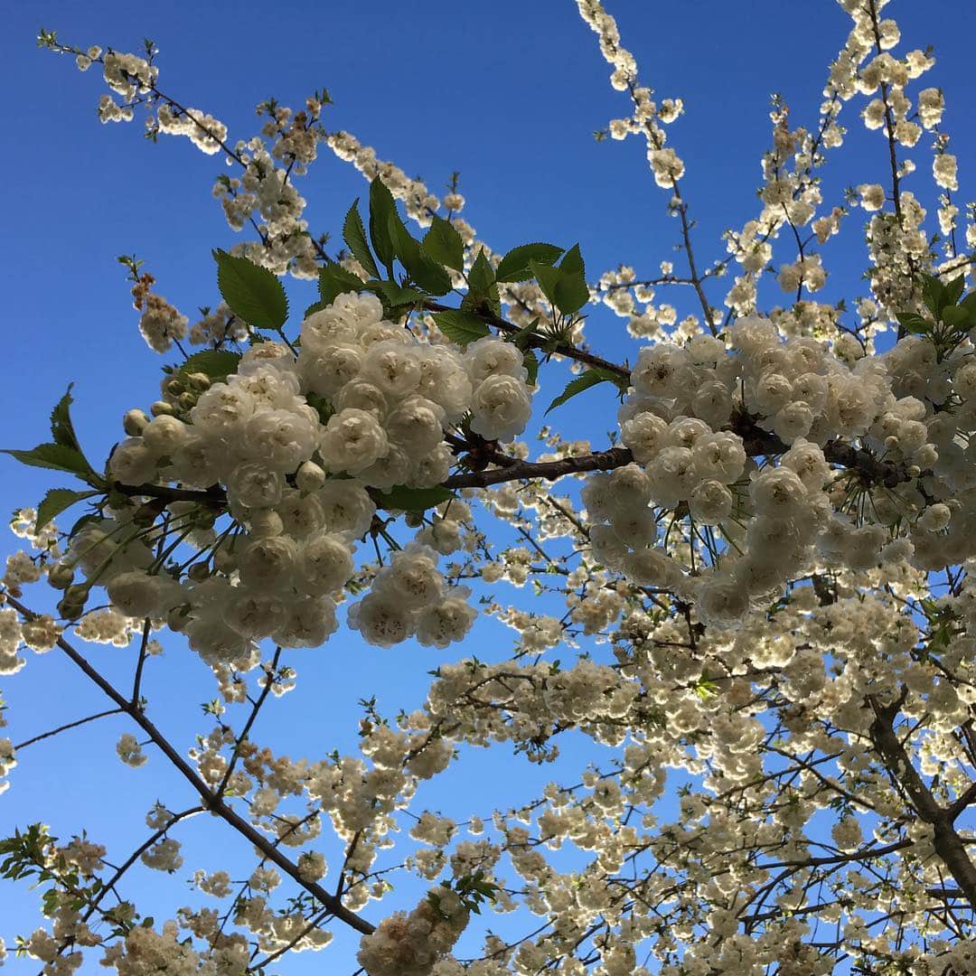 辻仁成さんのインスタグラム写真 - (辻仁成Instagram)「パリ、開花しました、満開だよ。八重桜じゃないか、とお花屋さんが、教えてくれました。ともかく、めちゃ、綺麗だよ。」4月4日 18時18分 - tsujihitonari