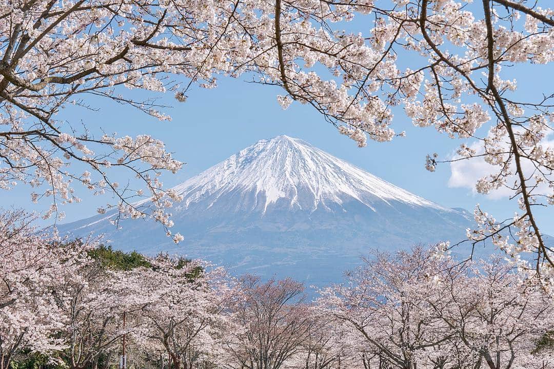 Asuka（明日香）さんのインスタグラム写真 - (Asuka（明日香）Instagram)「*﻿﻿ *﻿﻿ Cherry blossom frame🗻🌸﻿ *﻿﻿ *﻿﻿ 富士山が見えているうちにできるだけいろんところから撮りたいと思って、朝ごはん食べる時間も惜しんで撮影していました(*^_^*)﻿ ﻿ 2019.04.03﻿  09:28a.m.﻿ ﻿﻿ α7RIII× FE 24-70mm F2.8 GM﻿﻿ ﻿﻿﻿﻿ #富士山 ﻿﻿ #富士山が好き ﻿﻿ #世界遺産 ﻿﻿ #worldheritage ﻿﻿ #mountain﻿﻿ #flower ﻿﻿ #はなまっぷ ﻿﻿ #はなまっぷ桜2019﻿﻿ #桜﻿﻿ #さくら﻿﻿ #ザ花部 ﻿﻿ #japan ﻿﻿ #sakura﻿﻿ #A7R3﻿﻿ #α7RIII﻿﻿ #cherry_blossom﻿ #sonyalpha﻿﻿ #mt_fuji ﻿﻿ #fujiyama﻿﻿ #yourshotphotographer﻿﻿ #BeAlpha﻿﻿ #japan﻿﻿﻿﻿﻿ #MyRRS﻿﻿﻿ #reallyrightstuff﻿﻿﻿ #fstopgear﻿﻿ ﻿」4月4日 18時28分 - _asuka_asuka_
