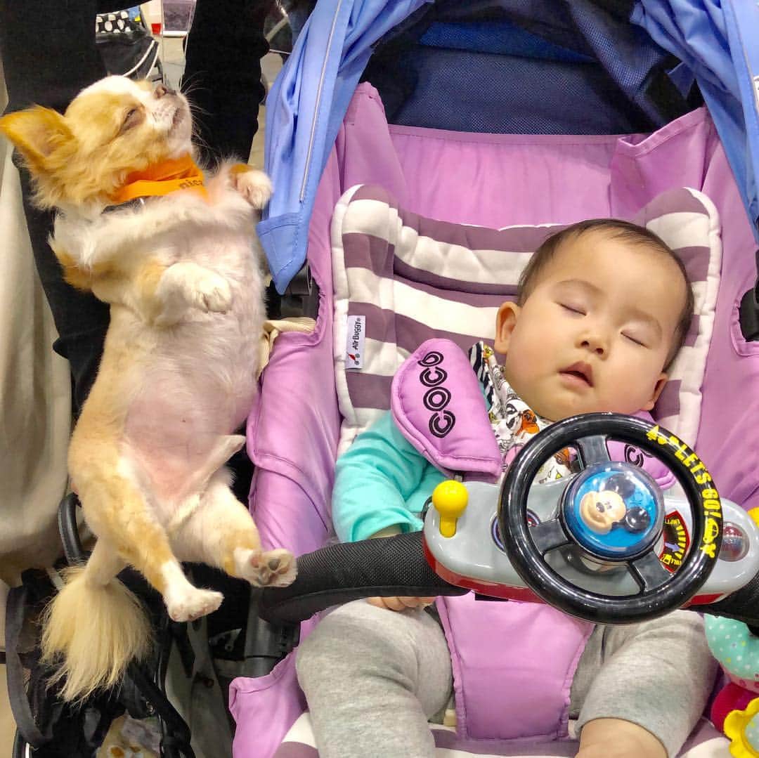 玉ねぎ戦士さんのインスタグラム写真 - (玉ねぎ戦士Instagram)「赤ちゃんと犬の組み合わせって最強じゃない？🐶💓👶 ・ ・ ・ #baby #赤ちゃん #🍼」4月4日 18時21分 - licca_tarao_0311